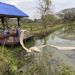 Baan Womanifesto has a water lily lake that residency artists and guests are welcome to use freely for their artistic practices.